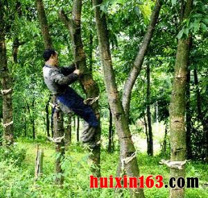 4 漆树护理