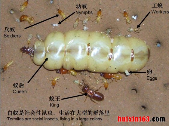 3 白蚁