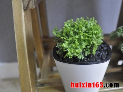 3 北欧风格室内装修装饰绿植盆栽