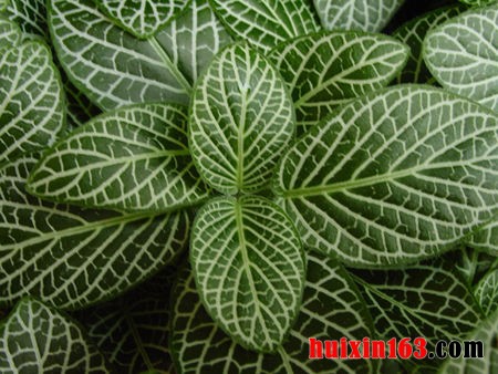 6 网纹草