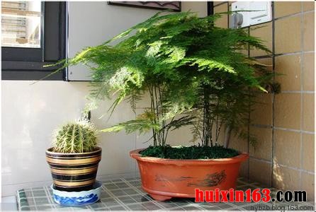 1               多裂麻疯树盆栽