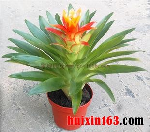 3 观赏凤梨绿植盆栽