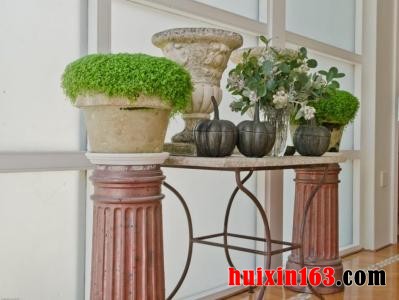 5 办公室玄关绿植盆栽